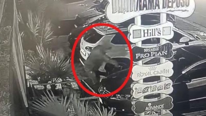 Aydın’da, zabıta müdürünün otomobiline boya sökücü döküldü