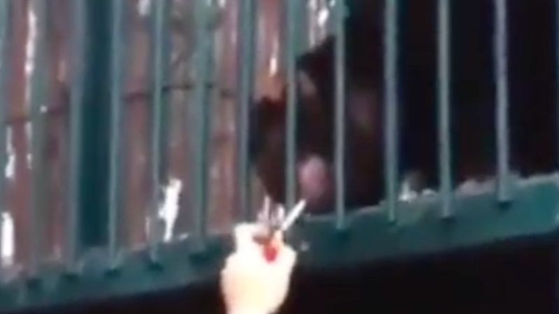 Hatay'da sigaraya alıştırılan maymun, nakledildi