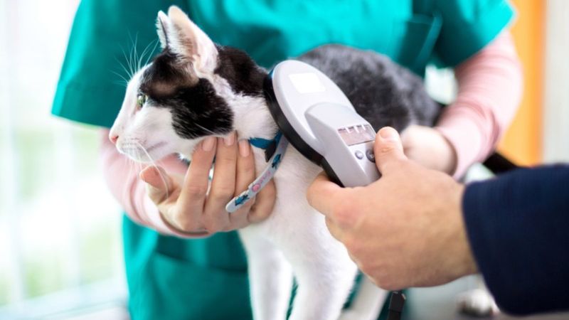 ÇİP CEZASI 2023: Kedi-köpek çip taktırmama cezası ne kadar?