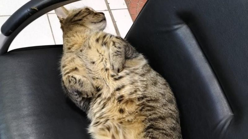 Antalya'da obez kedinin asma tavanı çökerttiği anlar kamerada