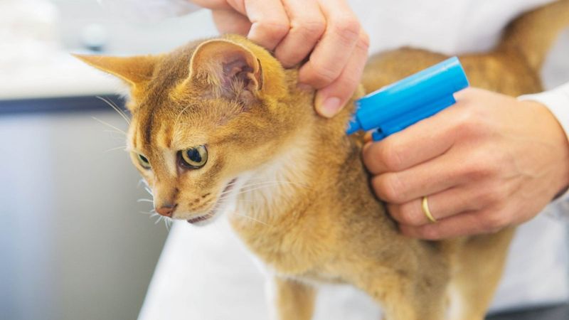 Evcil hayvan kayıt sistemi başvuruları nasıl yapılır? Çip taktırmak zorunlu mu, ne kadar?