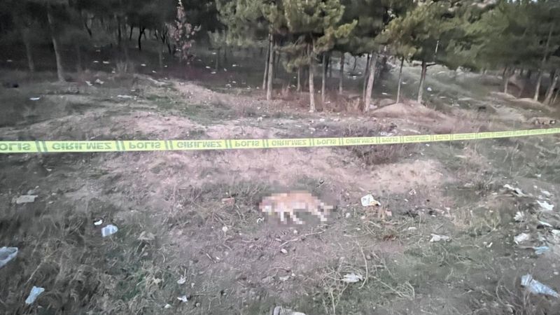 Ankara'da tüfekle vurulmuş 4 köpek ölüsü bulundu