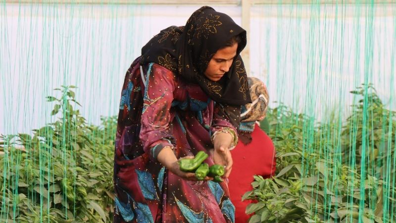 Şanlıurfalı kadınlar 2023'e isot hasadı ile başladı