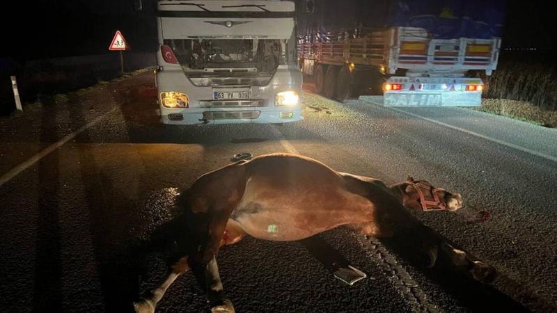 Şanlıurfa’da tır çarpan yarış atları telef oldu