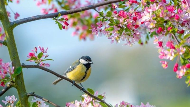 Birinci cemre ne zaman, hangi tarihte düşecek? 