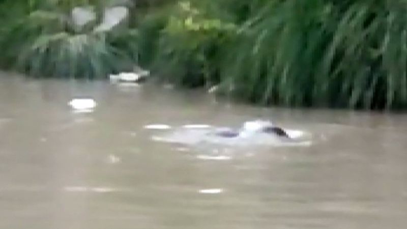 Şırnak'ta nesli tükenme tehlikesi altındaki su samuru görüntülendi