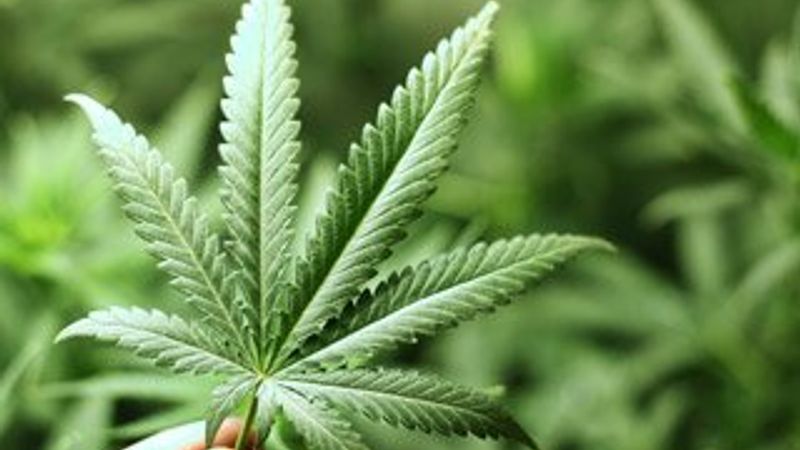 Kanada'da üniversitede esrar uzmanı yetiştirilecek