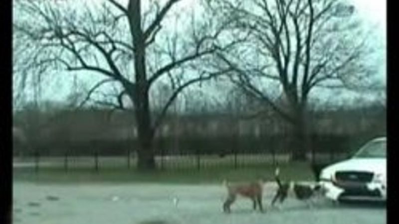 Pitbull araba tamponunu parçaladı - İzle