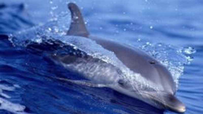 Yunuslar insan kadar zeki mi