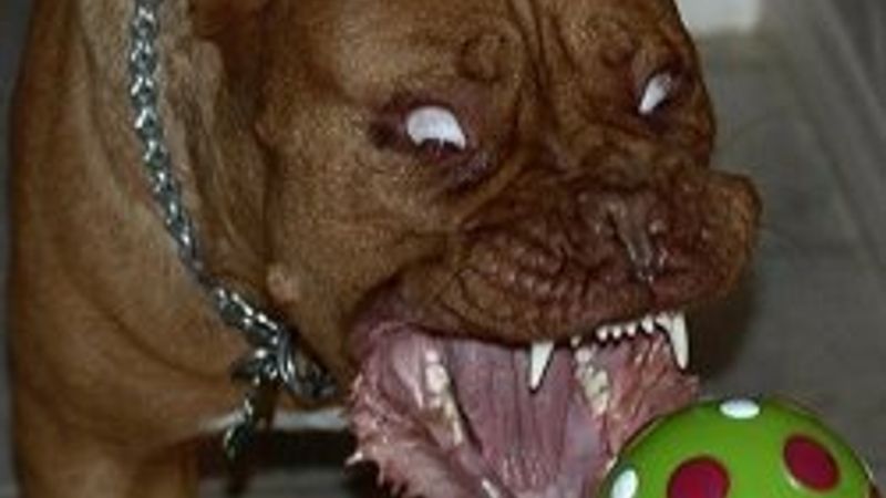 Ceza ödememek için pitbulları sokağa salınca..