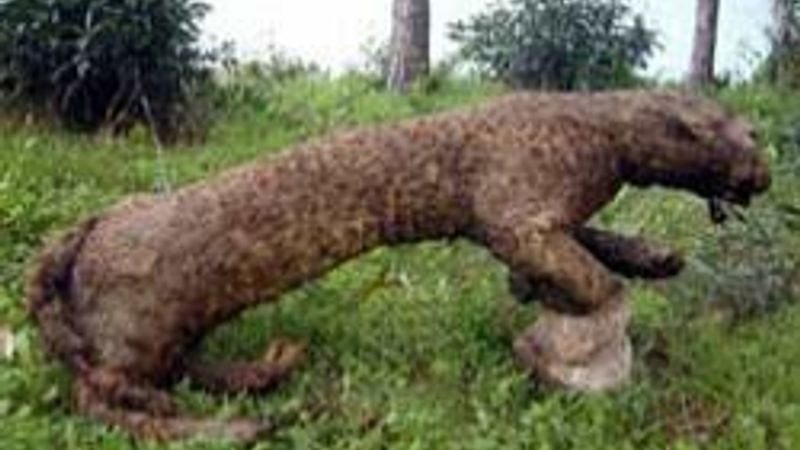 Aydın'da Anadolu Parsı - galeri