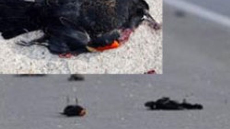 Gizemli kuş ölümlerinin sırrı çözüldü