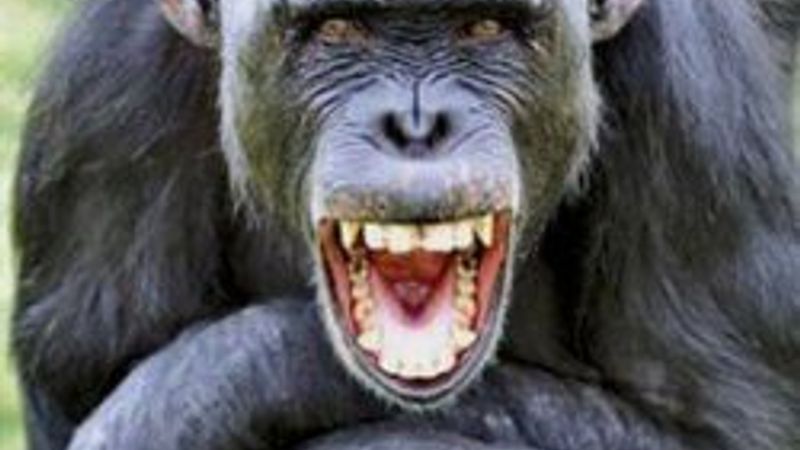 Şempazeler her şeye gülüyor