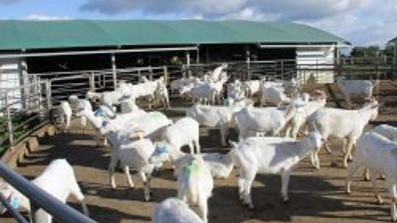 Keçi sütüne büyük ilgi