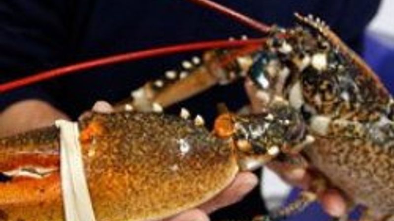 İstakoz uğruna canlarını riske atıyorlar