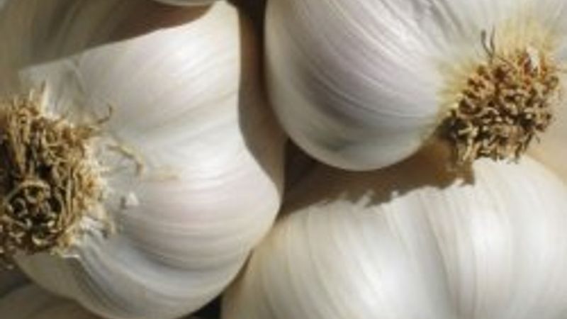 Sarımsak kokusu nasıl gider?