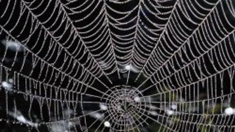 Çelikten 5 kat daha güçlü olan örümcek ağının sırrı