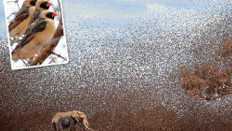 Kuş sürüsü filleri korkuttu