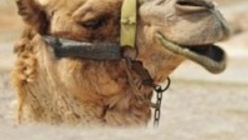 Umre'de deve idrarı içen iki Türk hastanelik oldu