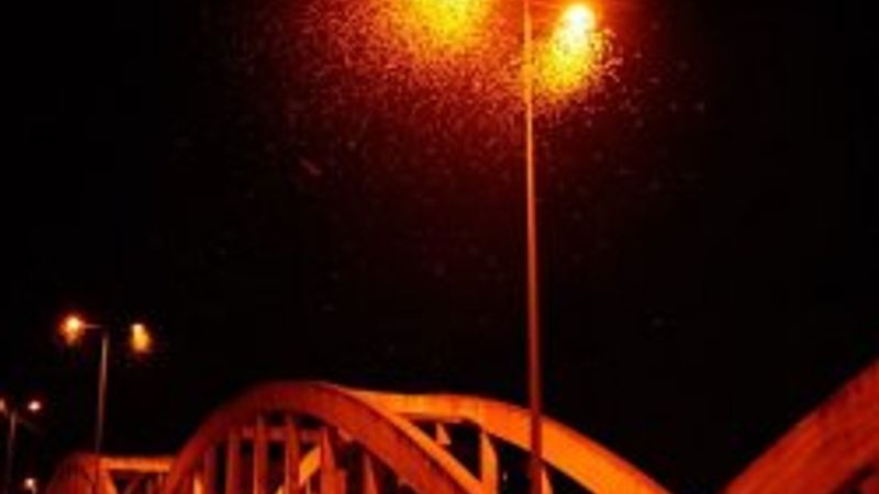 'Birgün Sinekleri'nin ölüm dansı