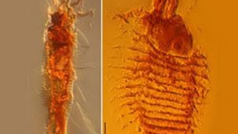 230 milyon yıllık böcek fosili