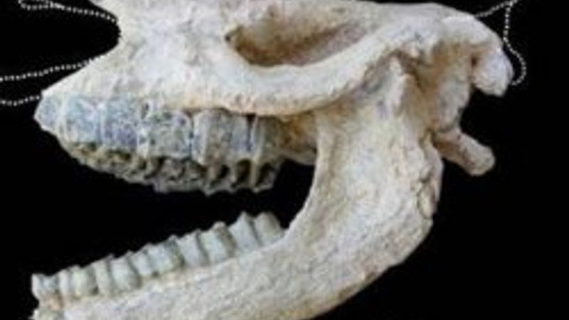 9.2 milyon yıllık fosil