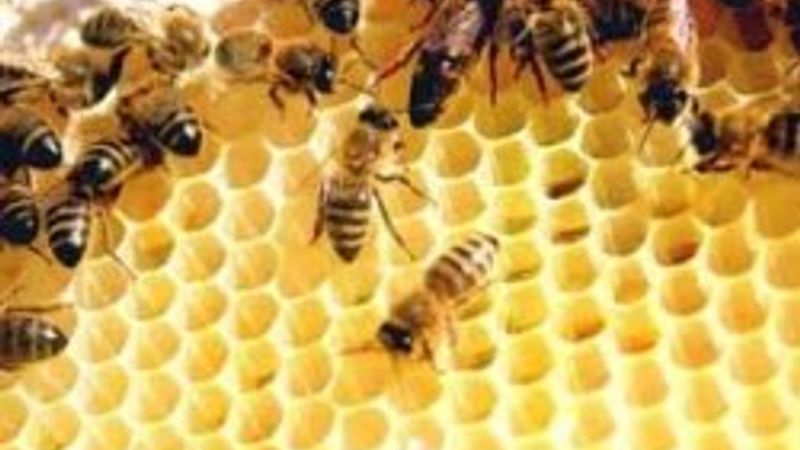 Gerçek bal nasıl anlaşılır