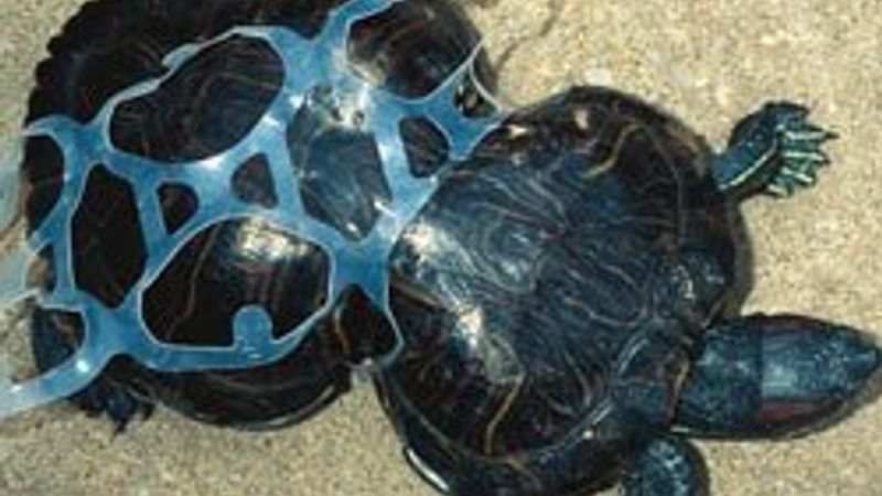 Denize atılan plastik madde nelere sebep olur