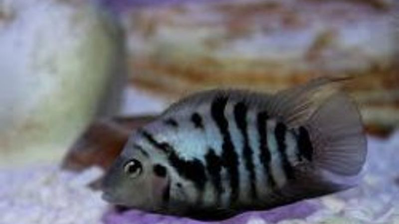 Zebra balığının gen haritası çıkarıldı