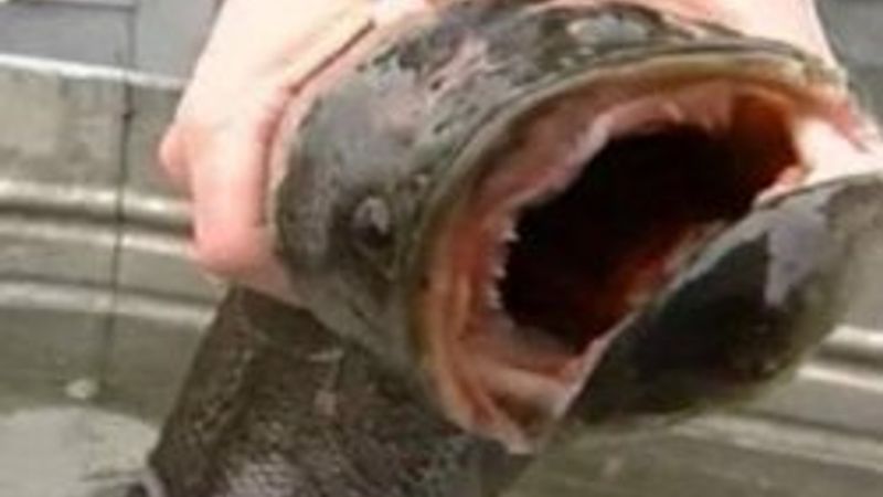 New York'ta canavar balık alarmı