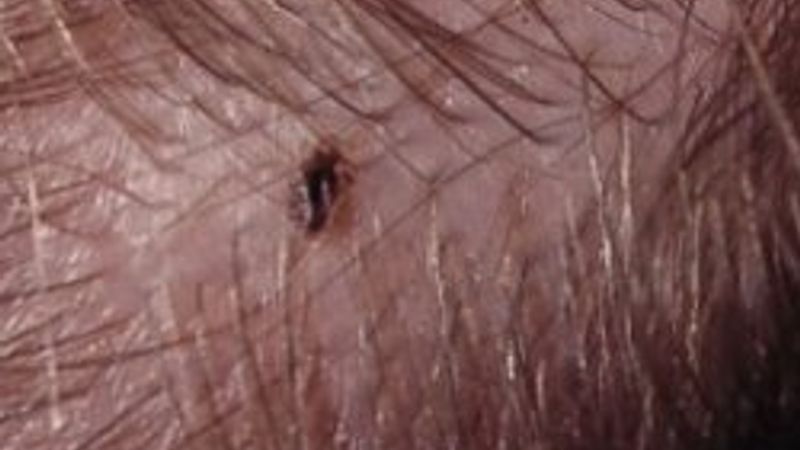 Bit nasıl anlaşılır