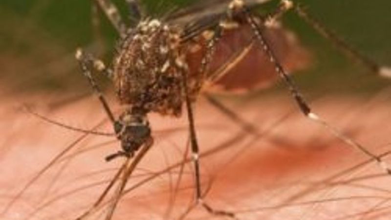 Bu sinek ölüm saçıyor