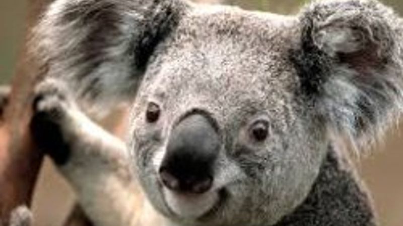 Koala nedir