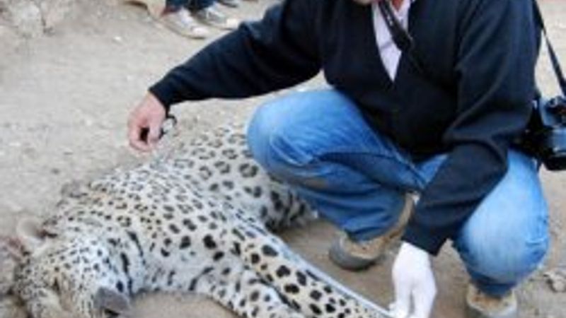 Diyarbakır'da leopar öldürüldü