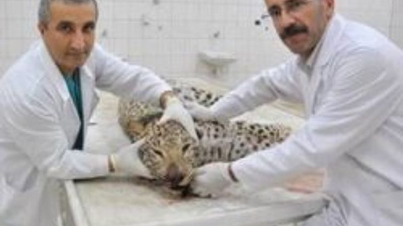 Otopside leopar hatırası