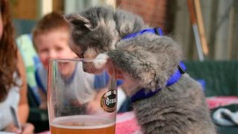 Hayvanların insanlara olan 14 benzerliği