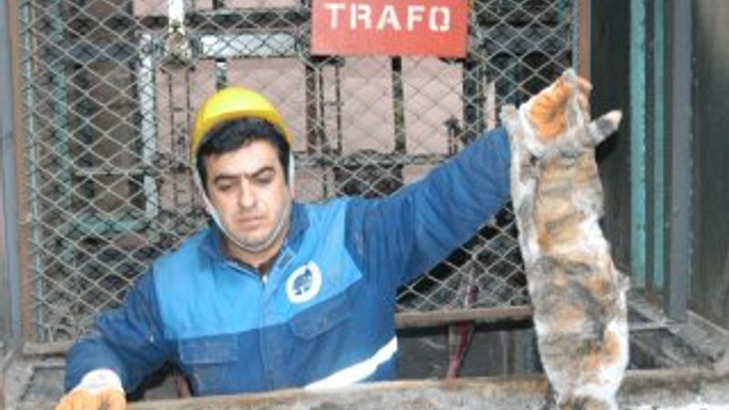 Trafoya giren kedi için bakana suç duyurusu
