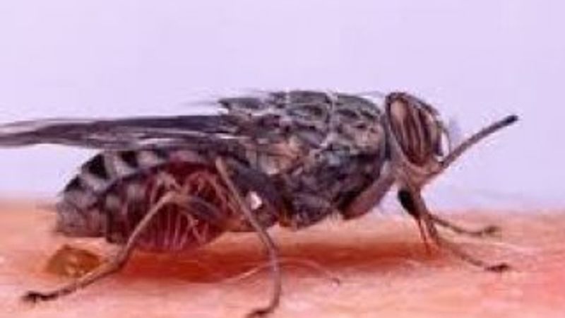 Çeçe sineğinin sırrı çözüldü