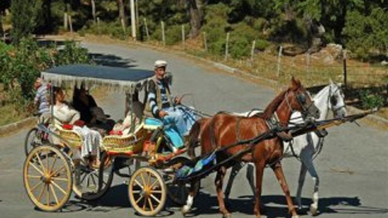 Adalar'da her yıl 500 at ölüyor