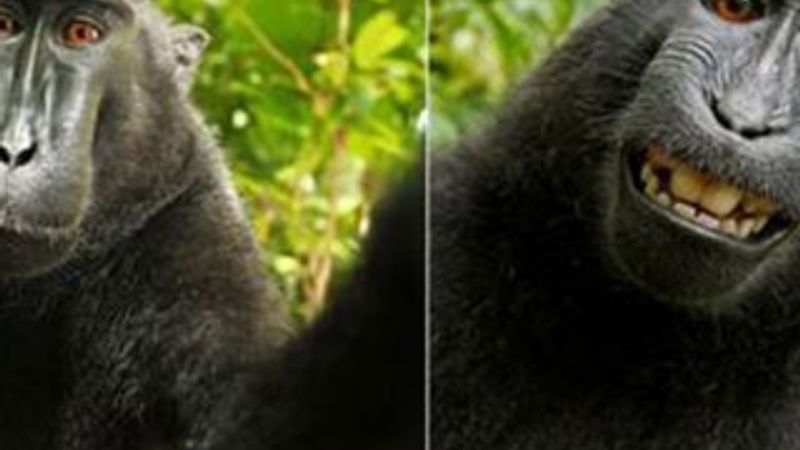 Maymun'un çektiği selfie ortalığı karıştırdı