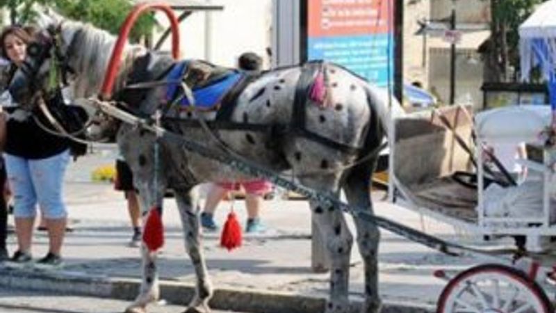 Antalya'da atları yağlı boya ile boyadılar