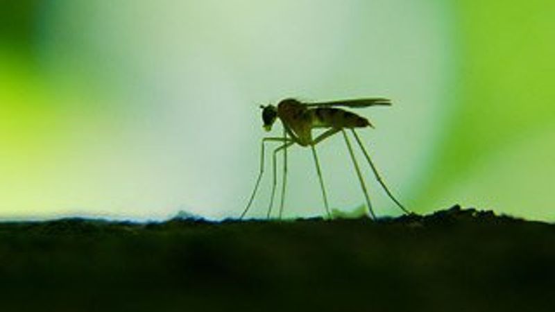 Yunanistan’da Batı Nil virüsü alarmı