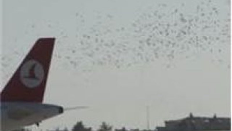 Atatürk Havalimanı'nda leylek alarmı