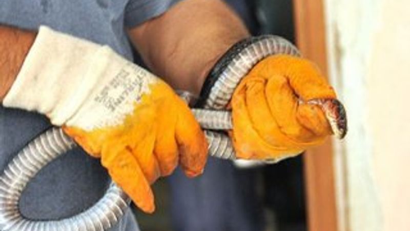 Osmaniye'de yılanın ısırdığı çiftçi hayatını kaybetti