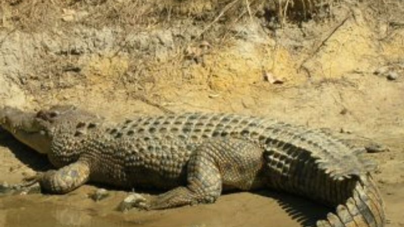 Oltasını almaya çalışırken canından oldu