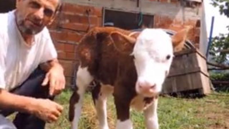 Hayvan sevgisinde son nokta İZLE