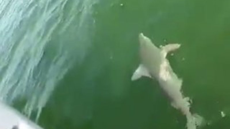 Orfoza balığı köpek balığını tek hamlede yuttu İZLE