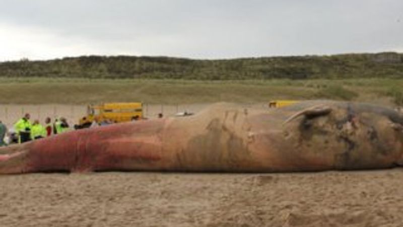 17 metrelik dev balina görenleri şaşırttı