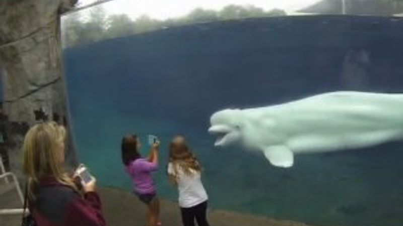 Çocuklarla oyun oynayan sevimli balina İZLE