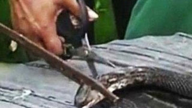 Çinli aşçı yılan çorbası yaparken hayatını kaybetti